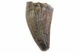 Deinosuchus Tooth - Aguja Formation, Texas #67573-1